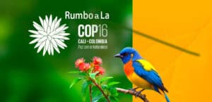 Lee más sobre el artículo ¿Qué es la COP16 y por qué es tan importante para el cambio climático?